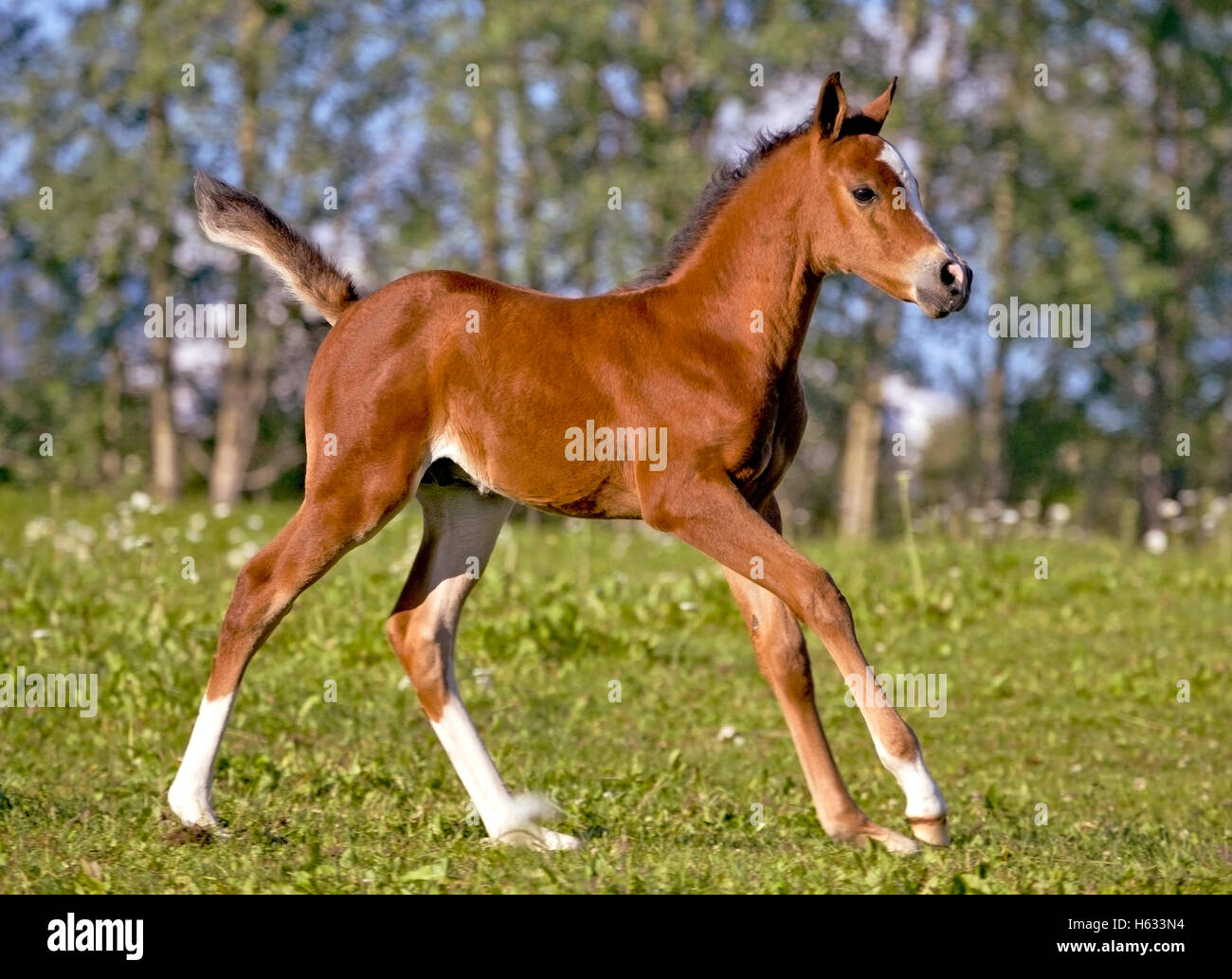 Few week old Bay Arabian Foal running in meadow Stock Photo