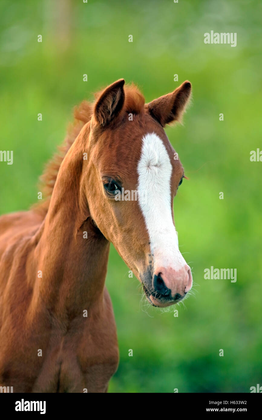 Few week old Welsh Mountain Pony Foal checking out a new pasture. Stock Photo