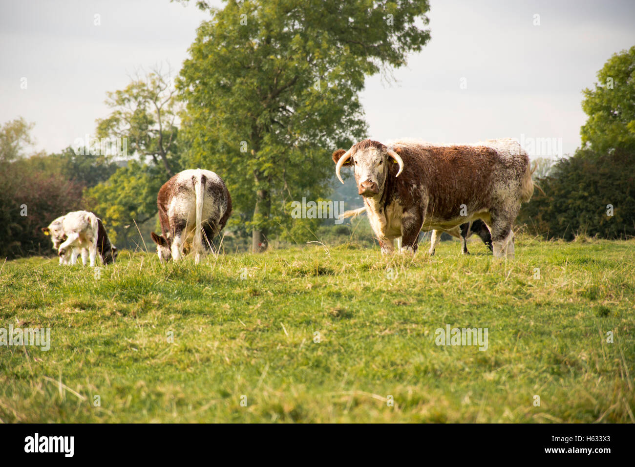 a English long horn cow Stock Photo