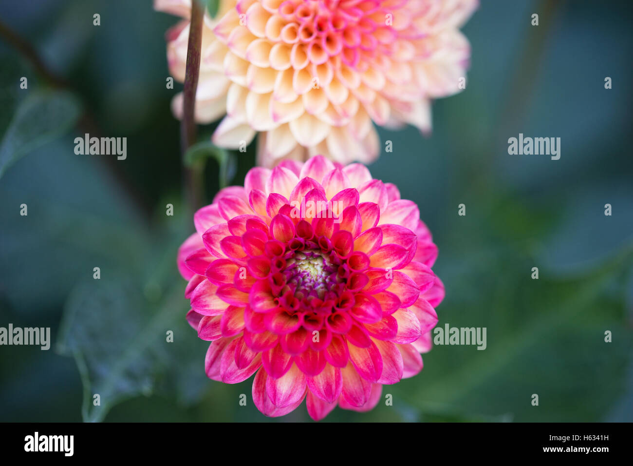 Rot Pink High Resolution Stock Photography and Images - Alamy