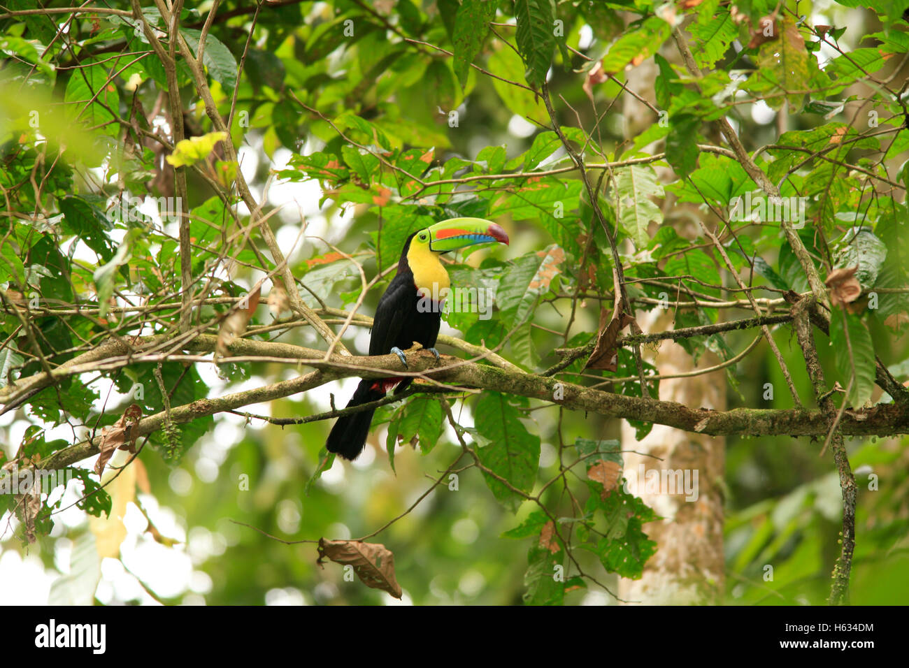 Keel-billed Toucan (Ramphastos sulfuratus). Lowland rainforest, La Selva Biological Station, Sarapiquí, Caribbean, Costa Rica Stock Photo