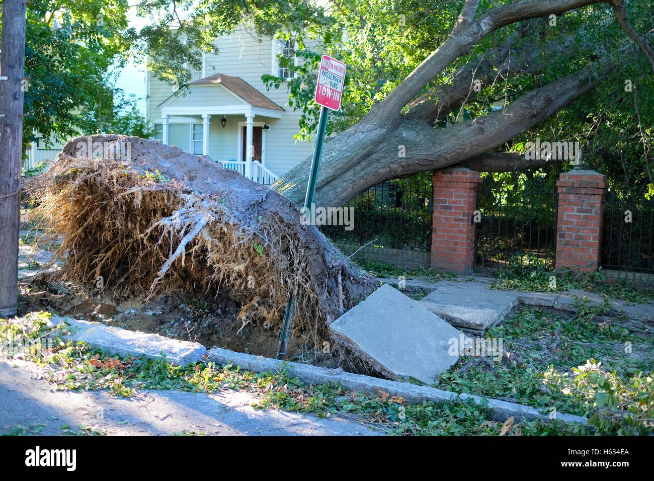 Tree Uprooted by Hurricane Stock Photo Alamy