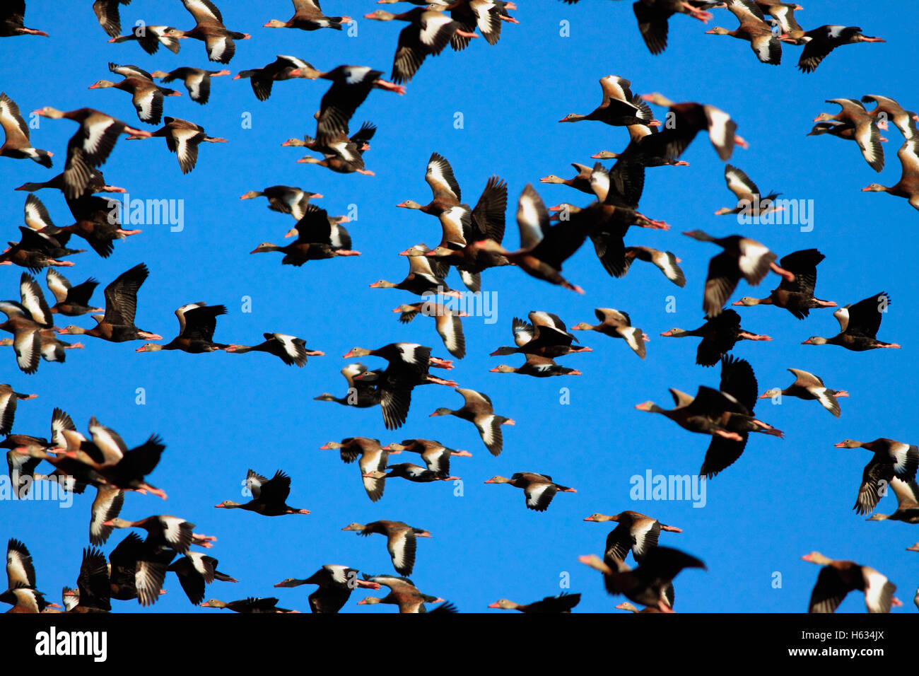 Flock of Black-bellied Whistling Ducks (Dendrocygna autumnalis) near River Tempisque, Guanacaste, Costa Rica. Stock Photo