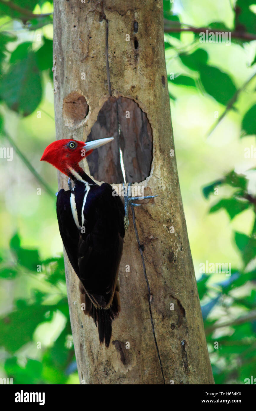Pale-billed Woodpecker (Campephilus guatemalensis) male at nest hole. Curu Wildlife Refuge, Costa Rica. Stock Photo