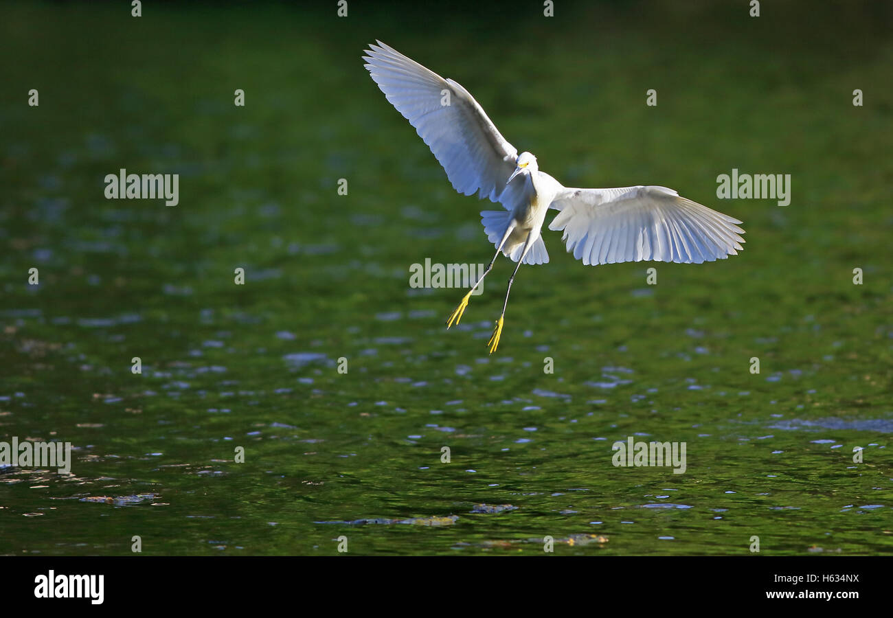 Snowy Egret (Egretta thula) flying over Río Claro, Corcovado National Park, Costa Rica. Stock Photo