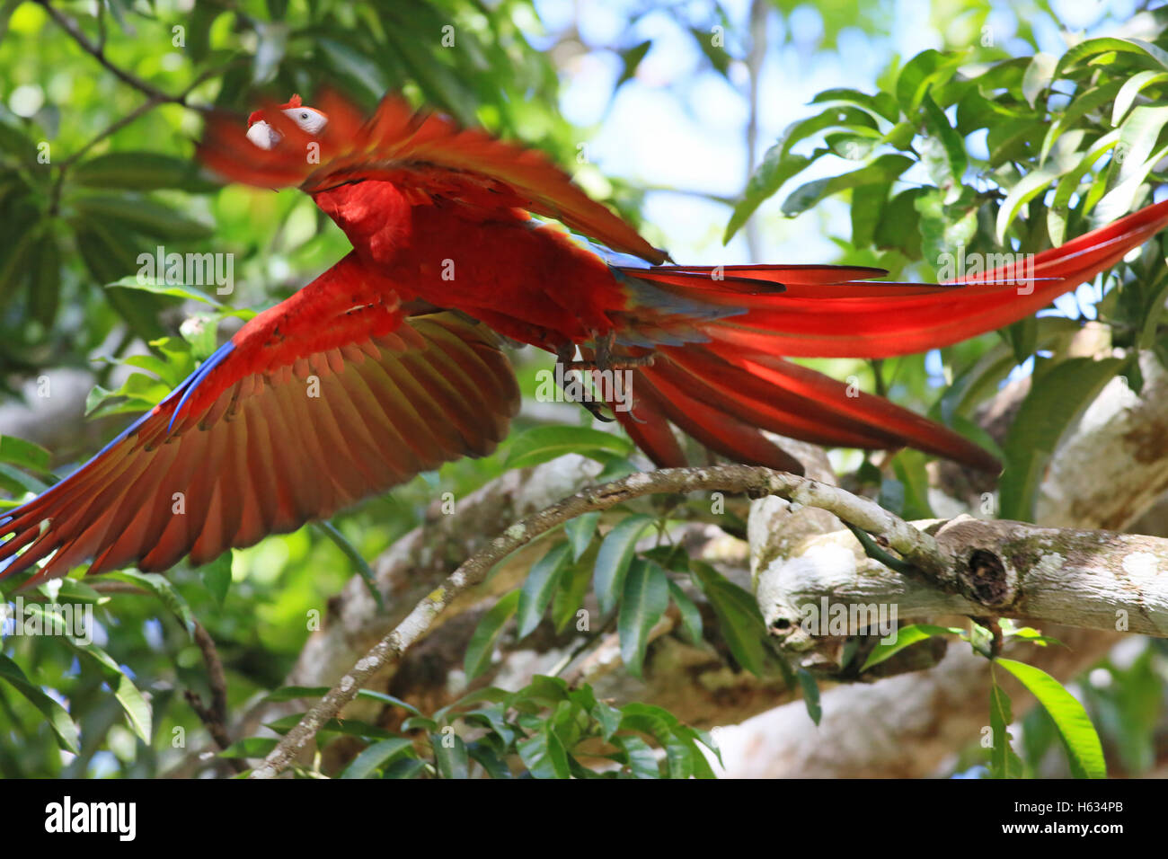 Scarlet Macaw (Ara macao) flying. Guanacaste, Costa Rica. November 2013. Stock Photo