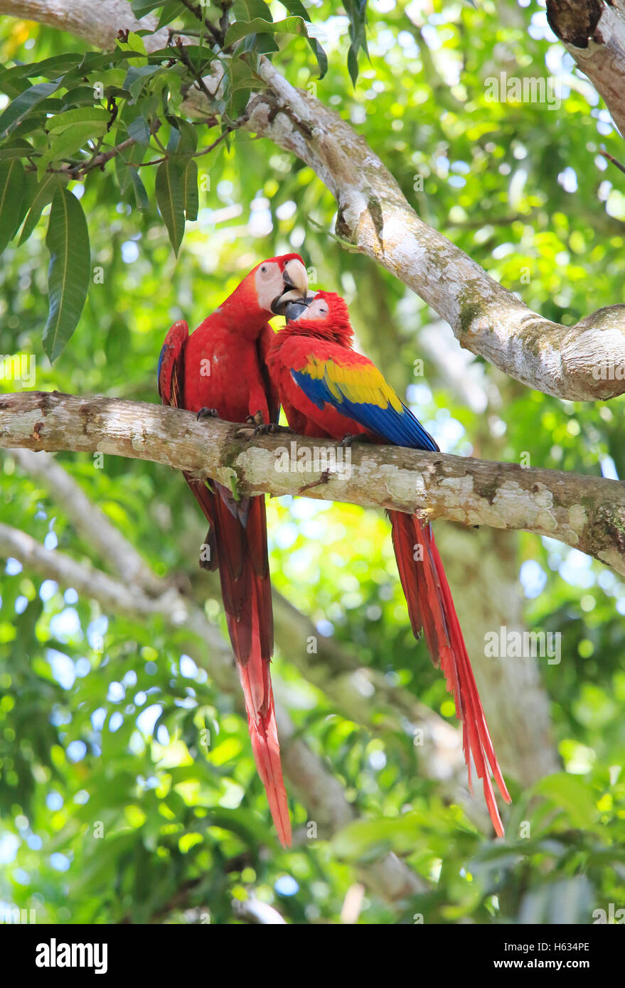 Pair of Scarlet Macaws (Ara macao). Guanacaste, Costa Rica. November 2013. Stock Photo