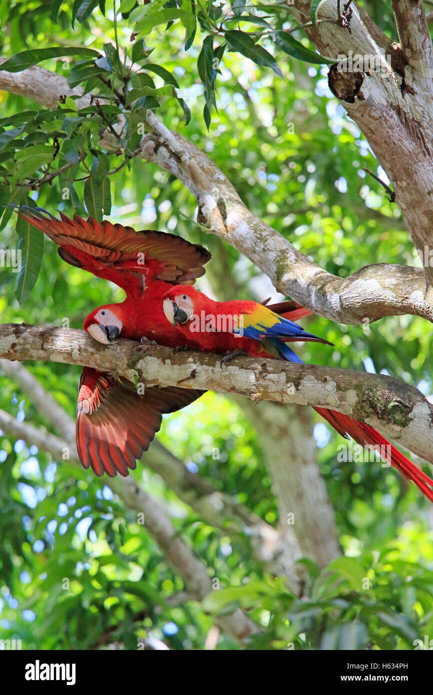Pair of Scarlet Macaws (Ara macao). Guanacaste, Costa Rica. November 2013. Stock Photo