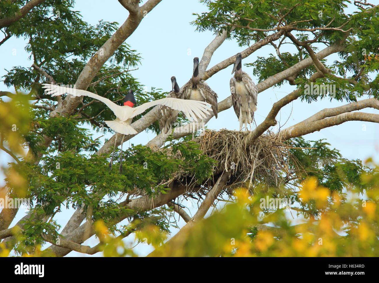 Adult jabiru (Jabiru mycteria) and offspring at nest. Tropical dry forest, Palo Verde National Park, Guanacaste, Costa Rica. Stock Photo