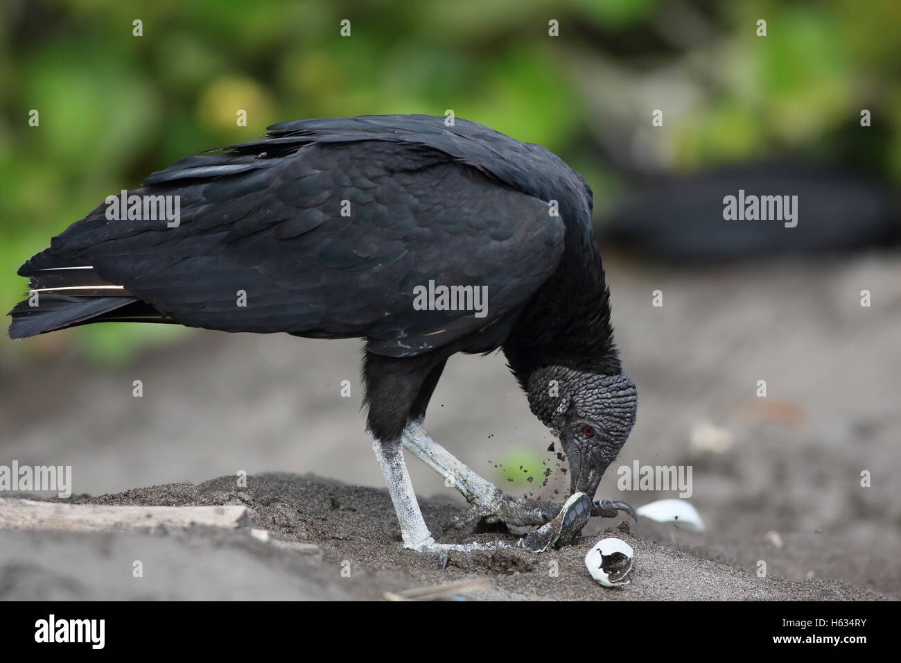 Black vulture (Coragyps atratus) eating green turtle hatchling