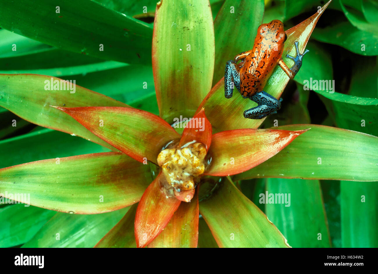 Strawberry poison dart frog (Oophaga pumilio) on bromeliad in lowland