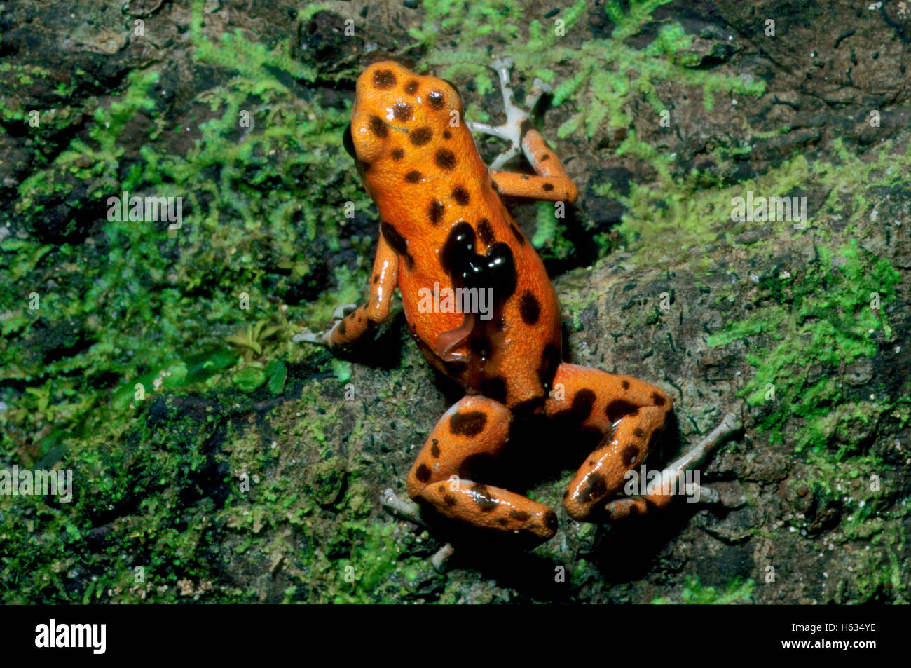Strawberry poison dart frog (Oophaga pumilio) carrying tadpole. Lowland rainforest. Isla Bastimentos, Panama. Stock Photo