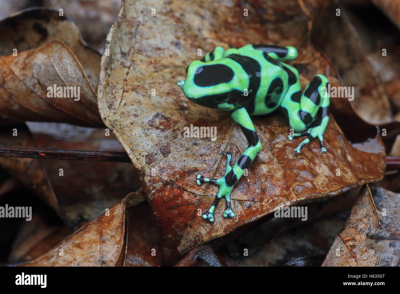 Green and black poison dart frog (Dendrobates auratus) in mountainous rainforest near Puerto Viejo, south Caribbean, Costa Rica Stock Photo