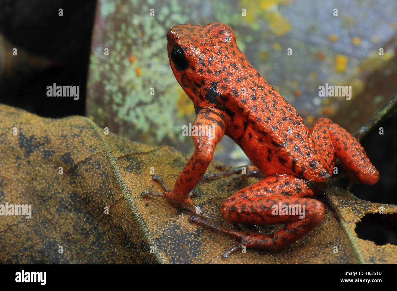Strawberry poison dart frog (Oophaga pumilio) in lowland rainforest