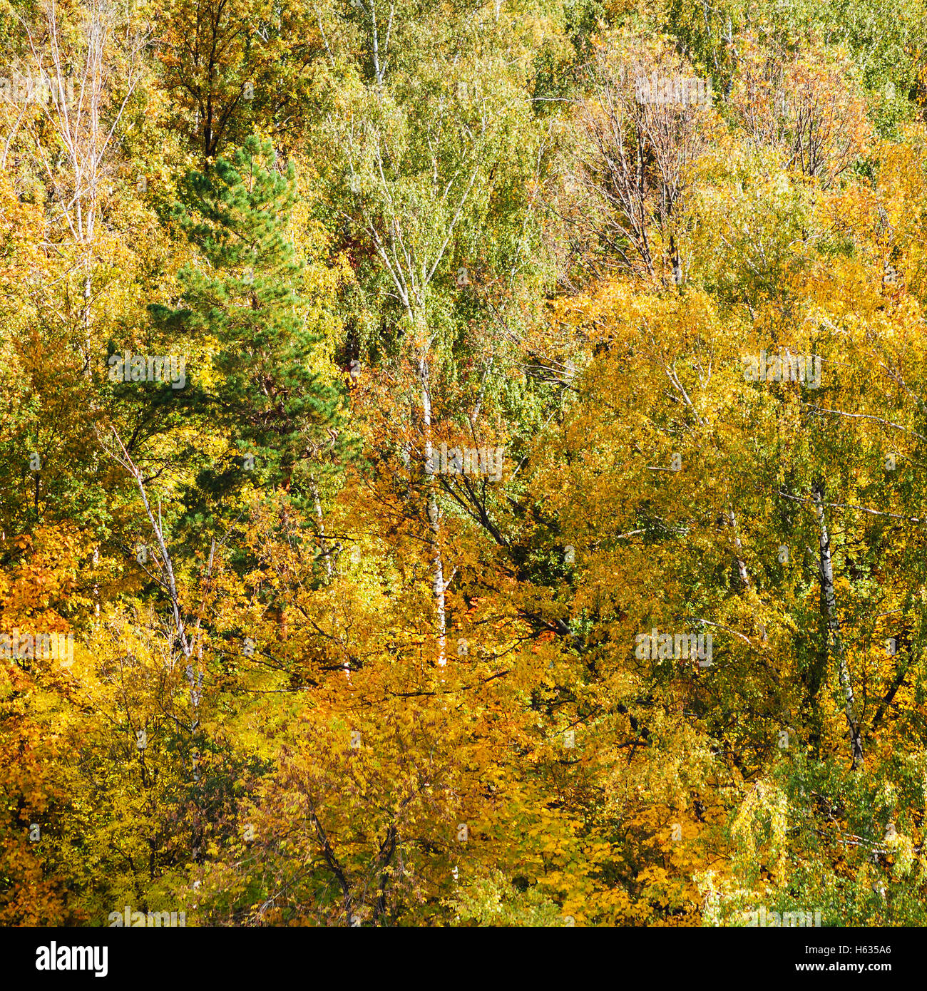 Green woods in forest hi-res stock photography and images - Alamy