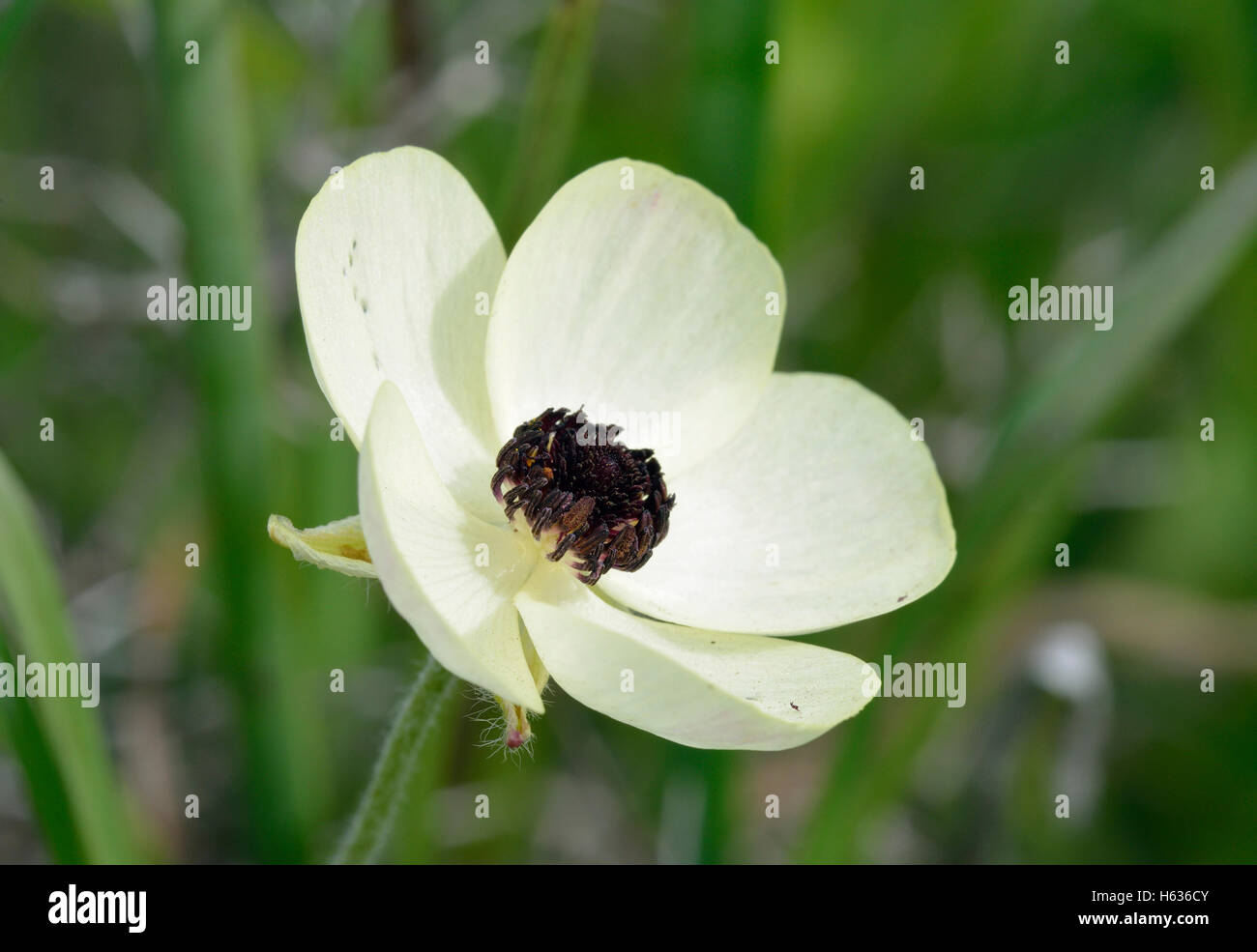 Turban Buttercup - Ranunculus asiaticus  Cream form Flower Stock Photo