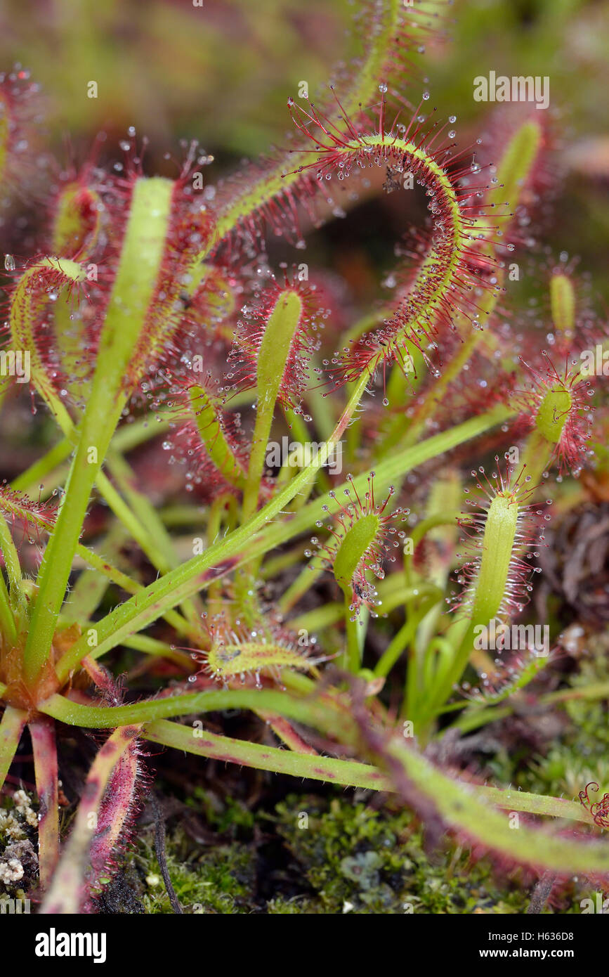 Cape Sundew Drosera capensis Carnivorous plant from The Cape in South Africa Stock Photo Alamy
