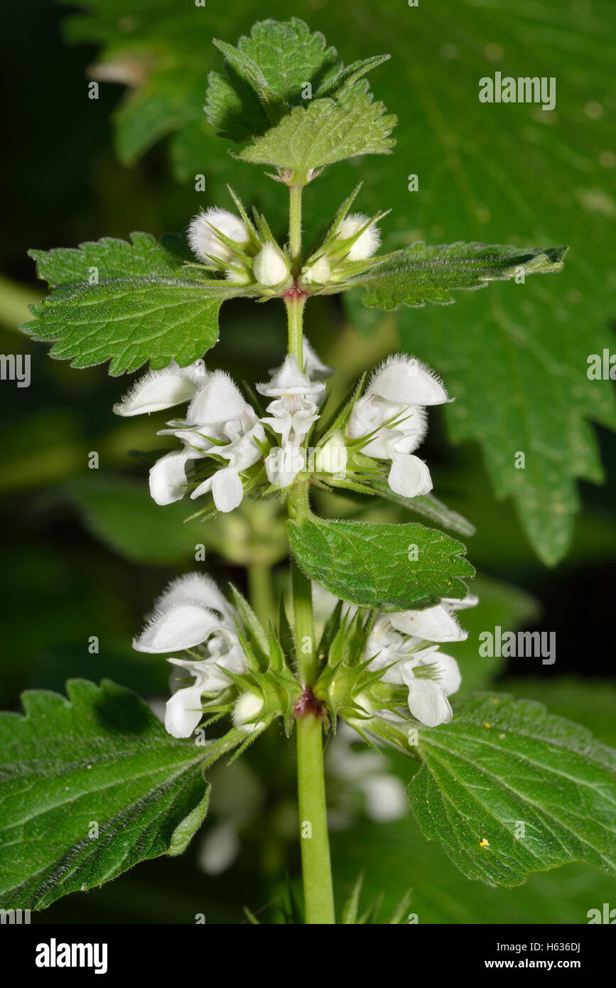 Musk Dead-nettle - Lamium moschatum micranthum Subspecies found in Cyprus & Middle East Stock Photo
