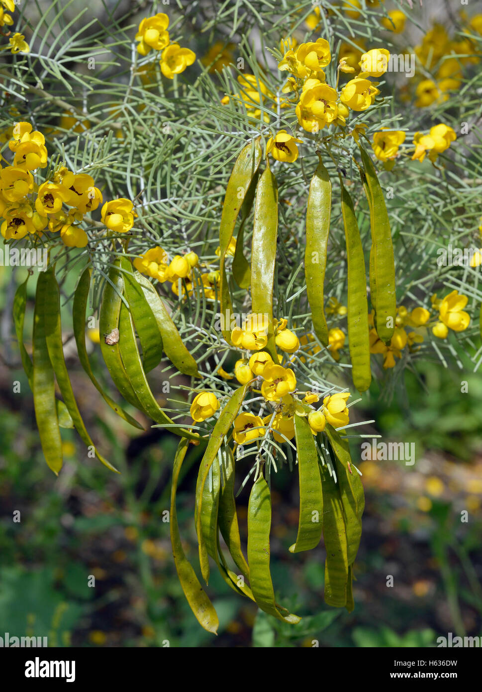 Silver Senna or Silver Cassia - Senna artemisioides Native plant from Australia, introduced to Cyprus Stock Photo