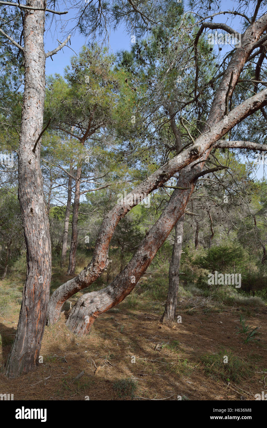 Calabrian or Turkish Pine Trees - Pinus brutia Pegeia Forest, Cyprus Stock Photo