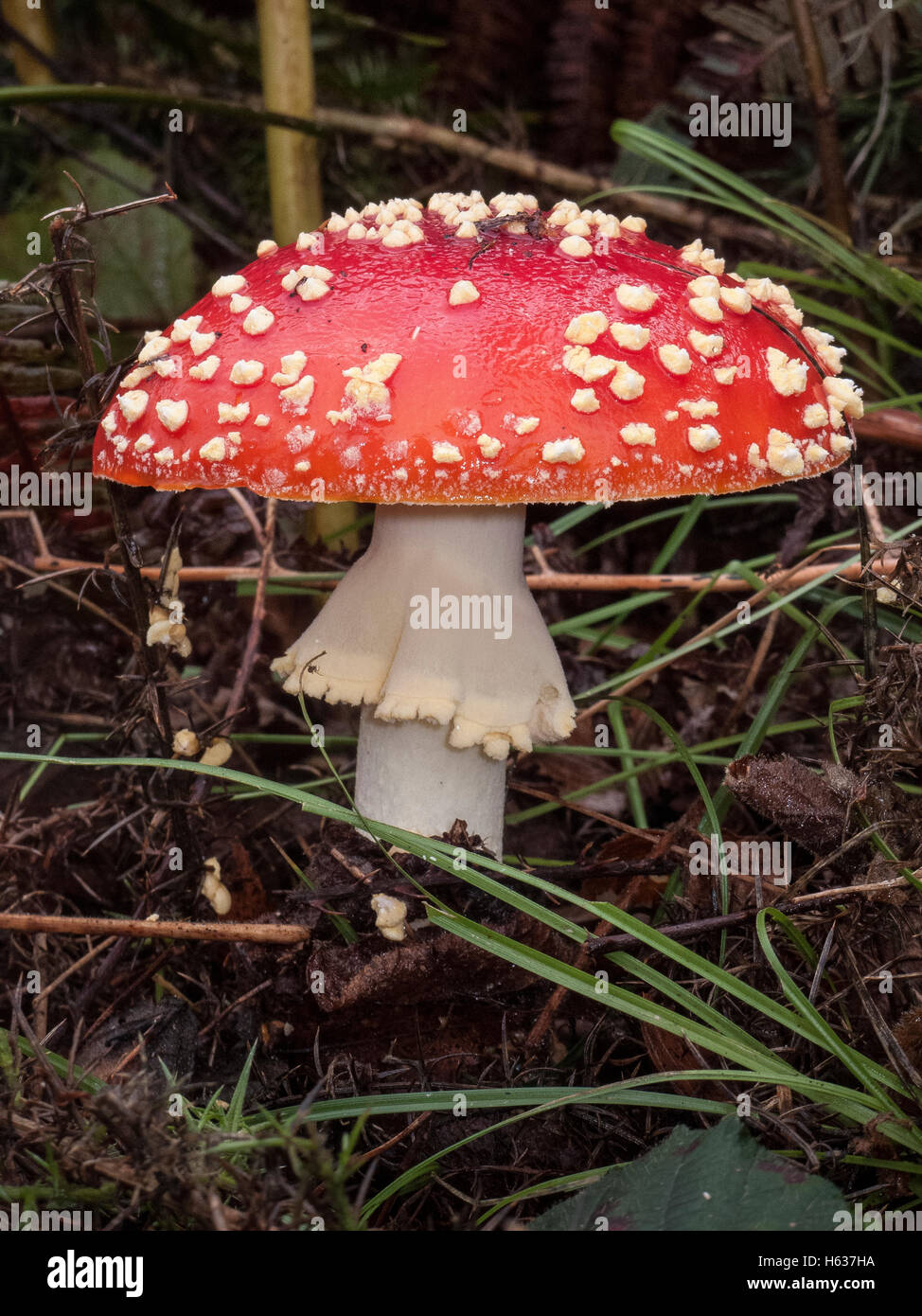 Fly Agaric Amanita muscaria Abel Heath Norfolk. Classed as posinous due to its hallucinogenic properties Stock Photo