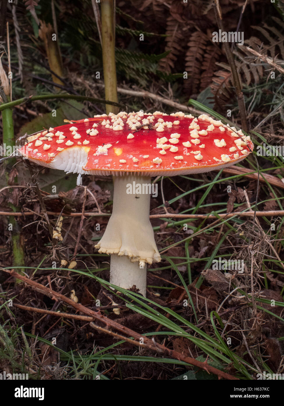 Fly Agaric Amanita muscaria Abel Heath Norfolk. Classed as poisonous due to its hallucinogenic properties Stock Photo