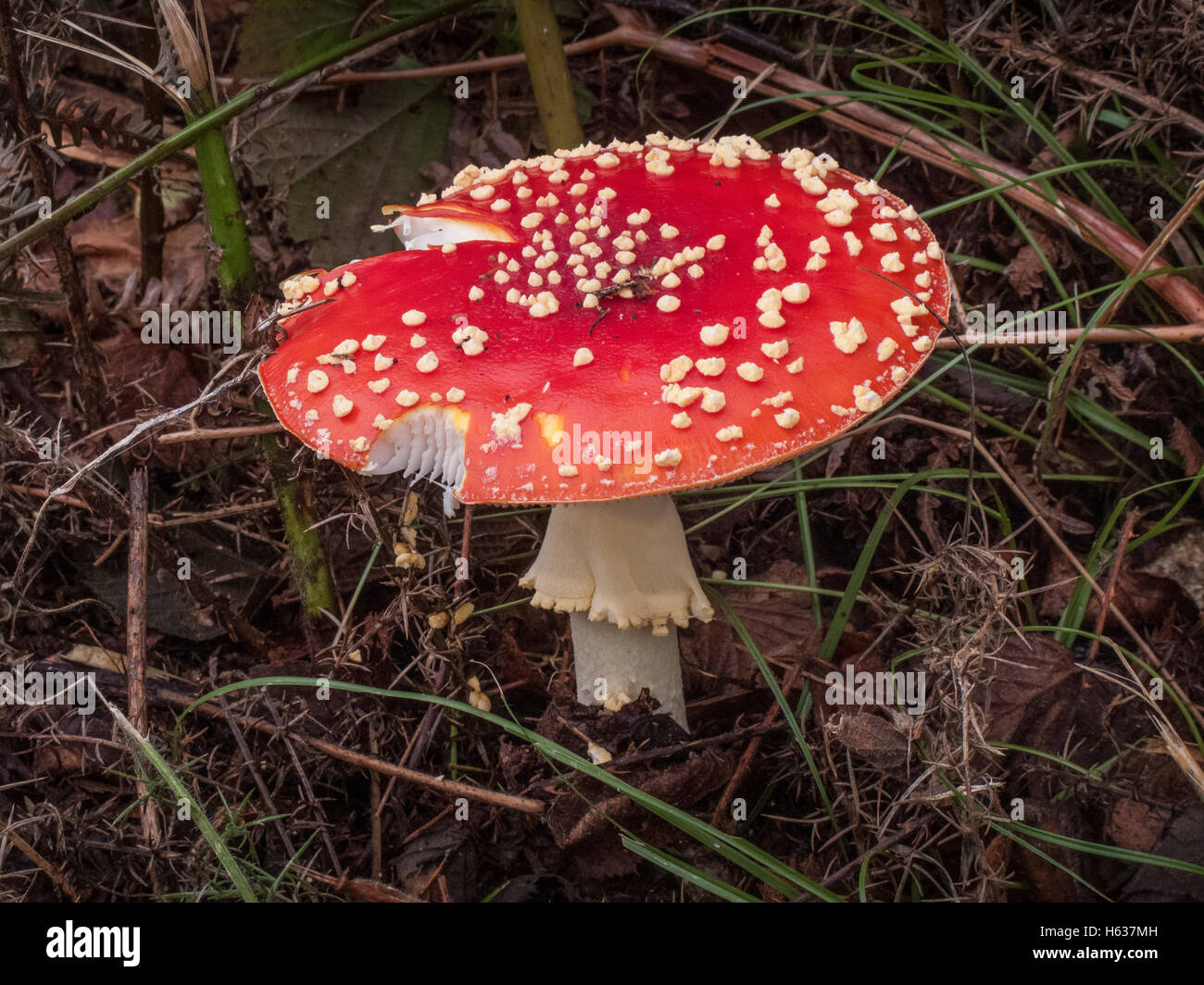 Fly Agaric Amanita muscaria Abel Heath Norfolk. Classed as poisonous due to its hallucinogenic properties Stock Photo