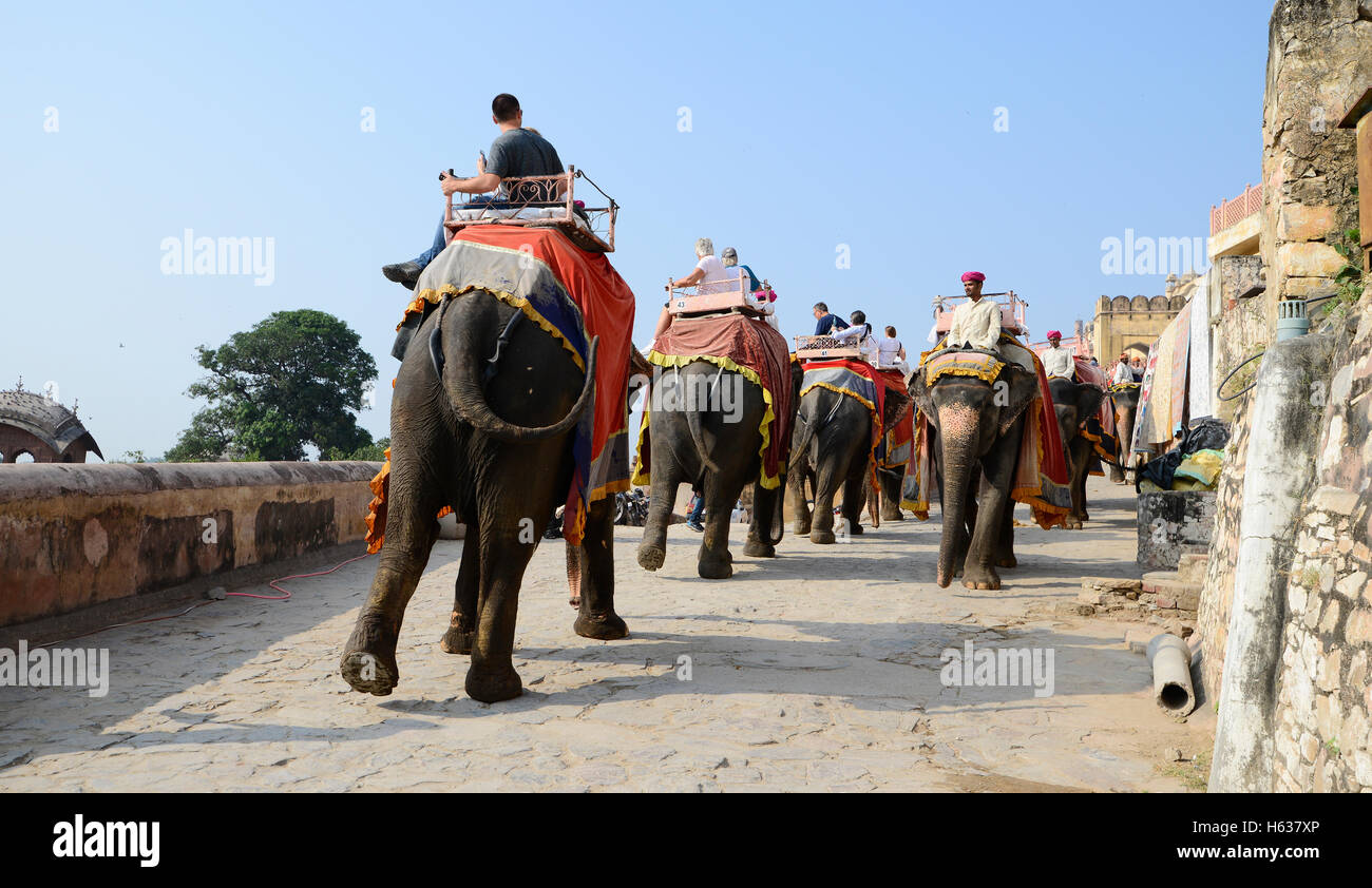 Mahout riding decorated Indian Elephant at Amer fort Stock Photo - Alamy