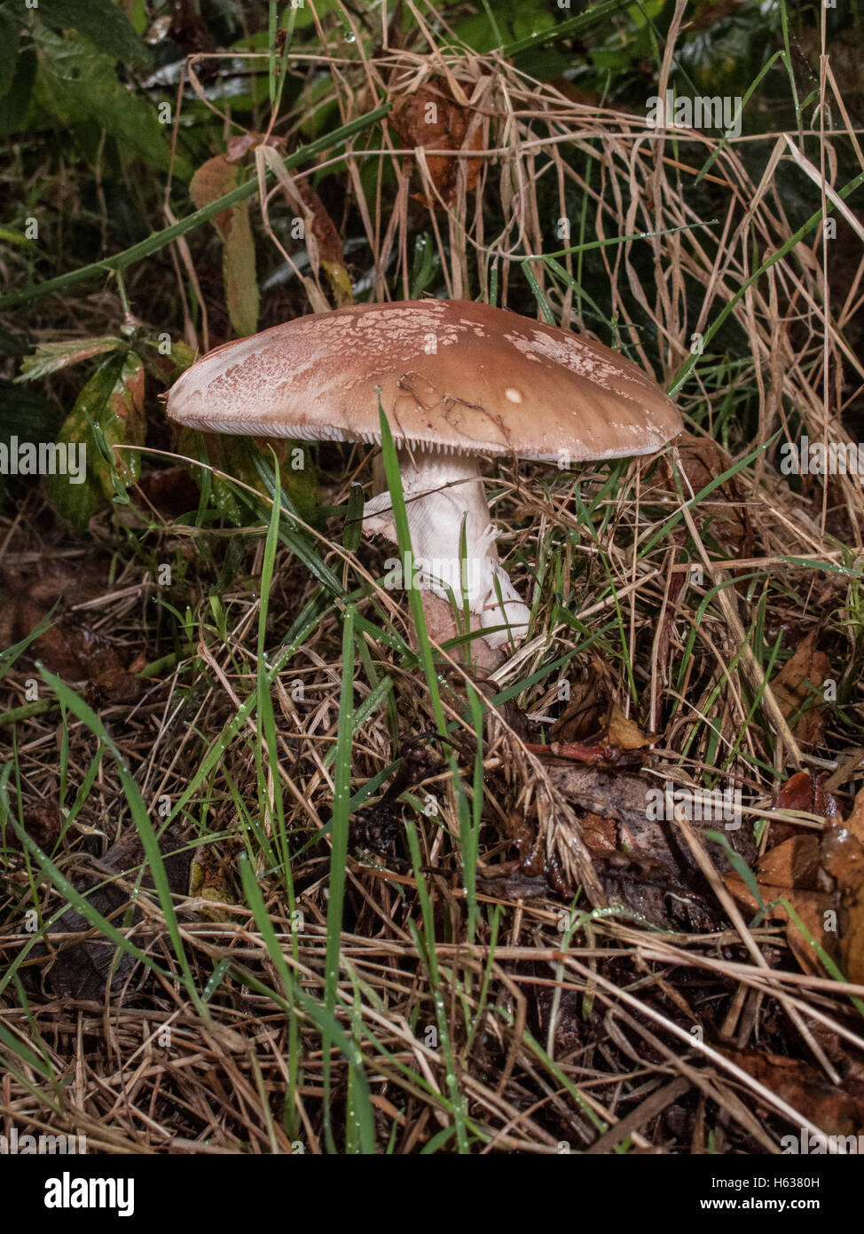 The Blusher Amanita rubescens growing beneath Oak and Birch trees on able heath in Norfolk. Stock Photo