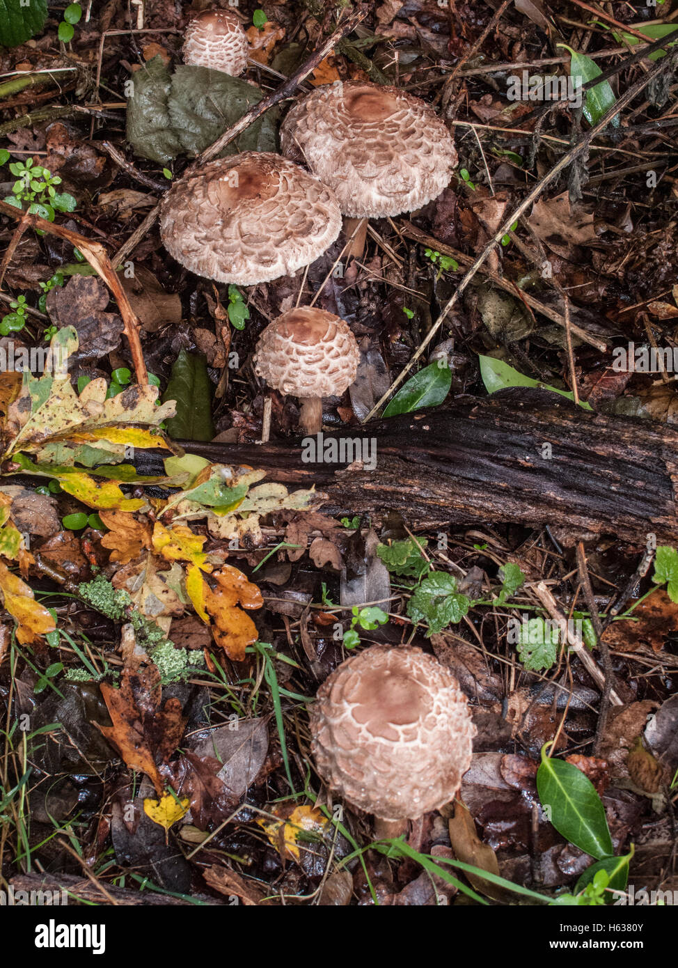 Shaggy Parasol growing under Oak and Birch trees on Abel Heath in Norfolk. Identified by no snake skin like markings on stem. Stock Photo
