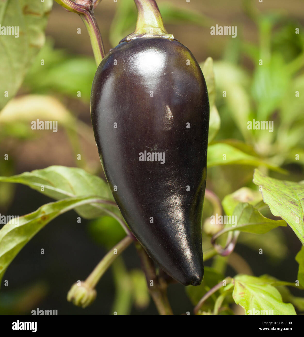 Purple jalepeno that is still growing on the plant Stock Photo