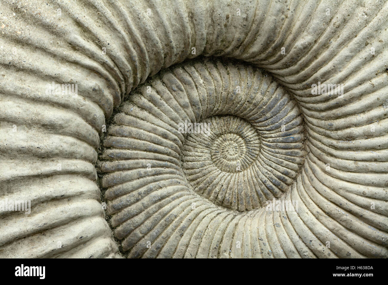Ammonite fossil mounted on a wall in Lyme Regis, Dorset. Stock Photo