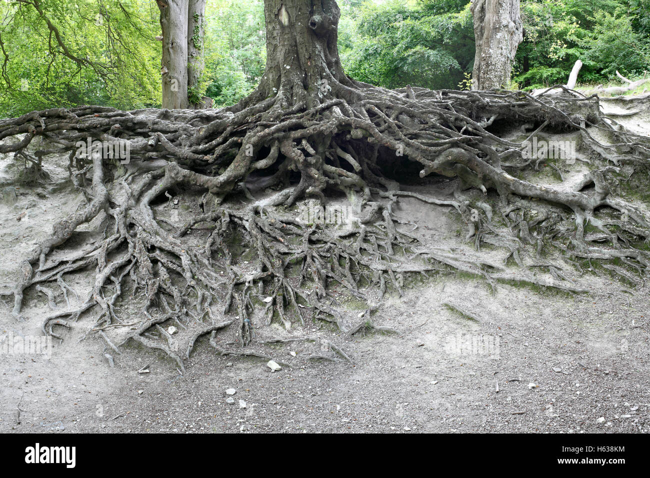 Exposed tree roots on a hillside in the South Downs National Park near Steyning, West Sussex. Stock Photo