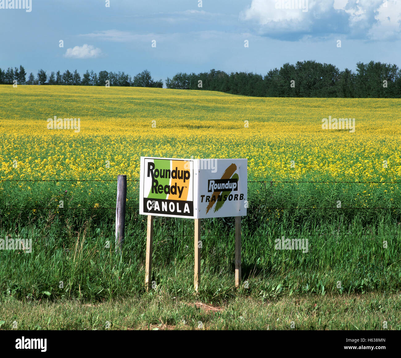 A field of flowering modified (GM) canola with a sign