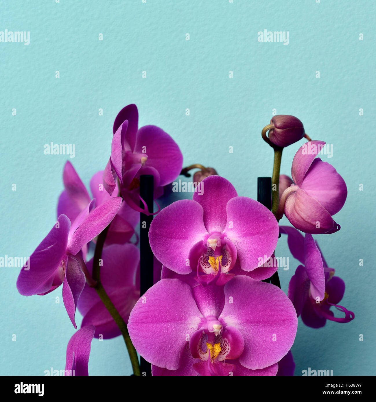 some pink Phalaenopsis orchids on a blue background Stock Photo