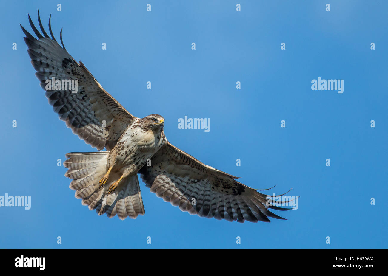 common buzzard in flight Stock Photo