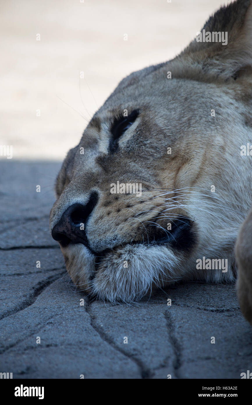 Lioness (Panthera leo) resting in the shade Stock Photo