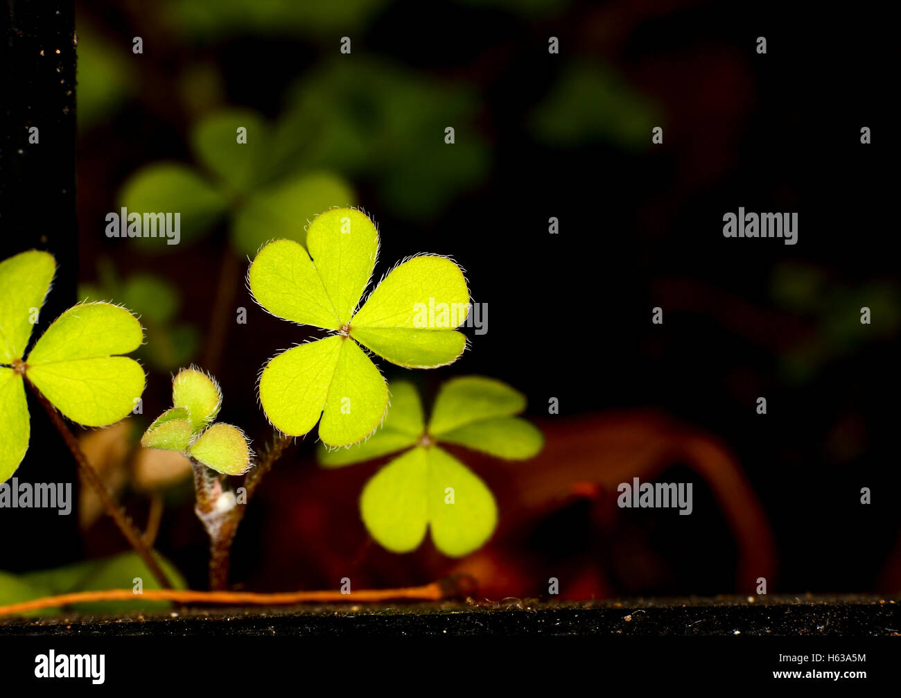 Irish shamrock plant hires stock photography and images Alamy