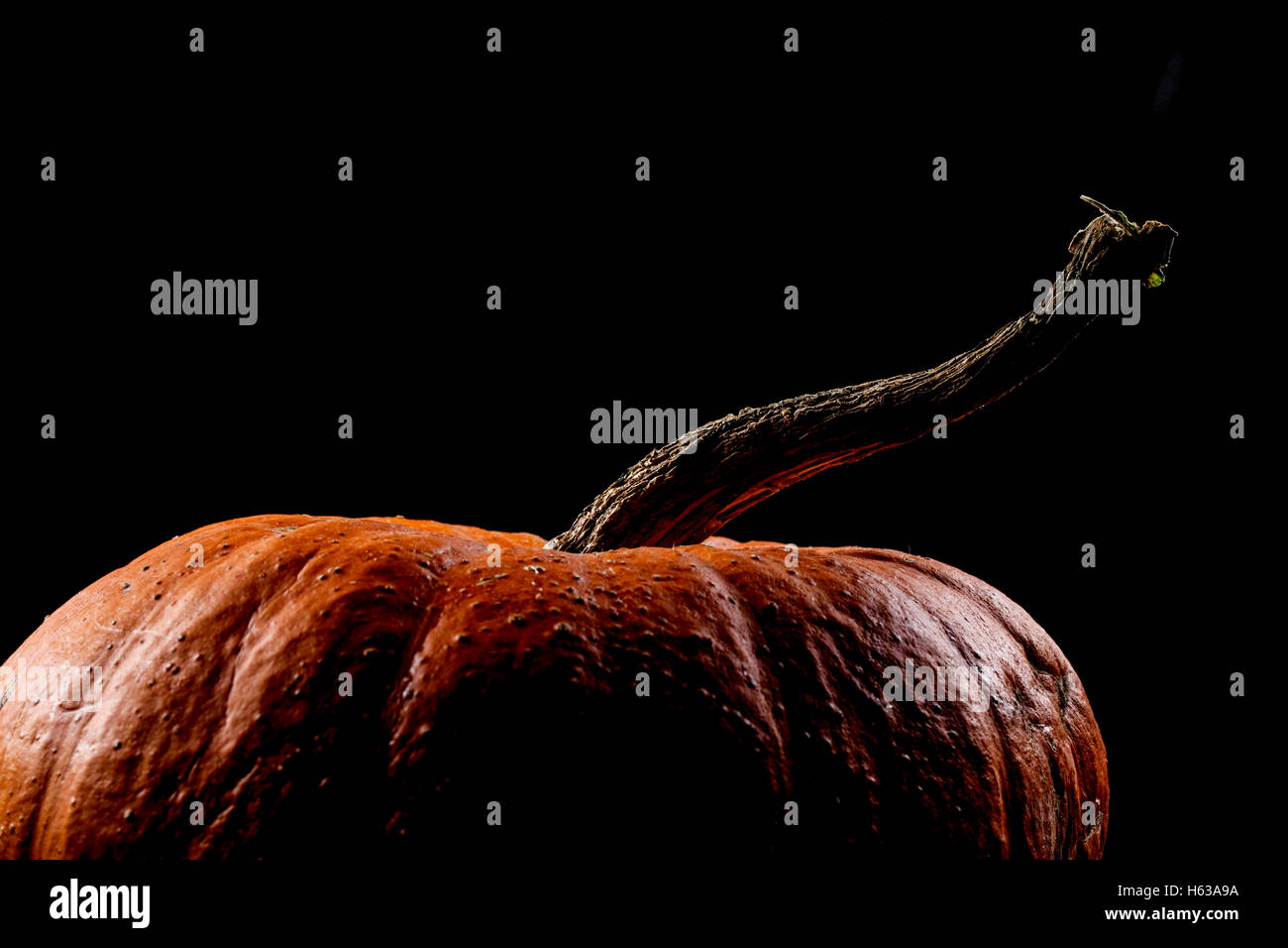 One dark pumpkin isolated on black background Stock Photo - Alamy