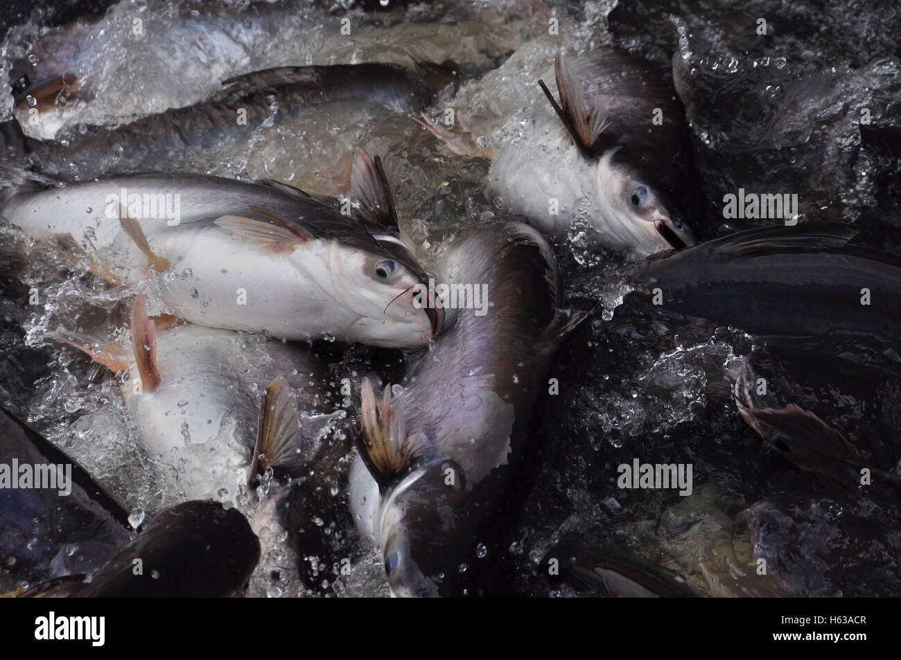 Wild fish hi-res stock photography and images - Alamy