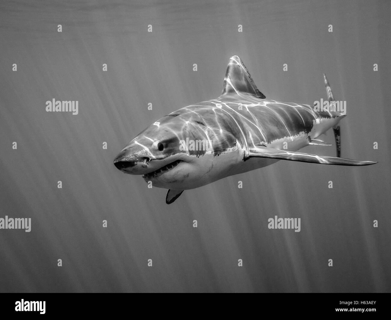 great white shark black and white