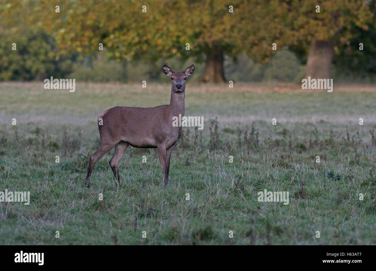 Female Red Deer (hind)Cervus elaphus. Uk Stock Photo Alamy