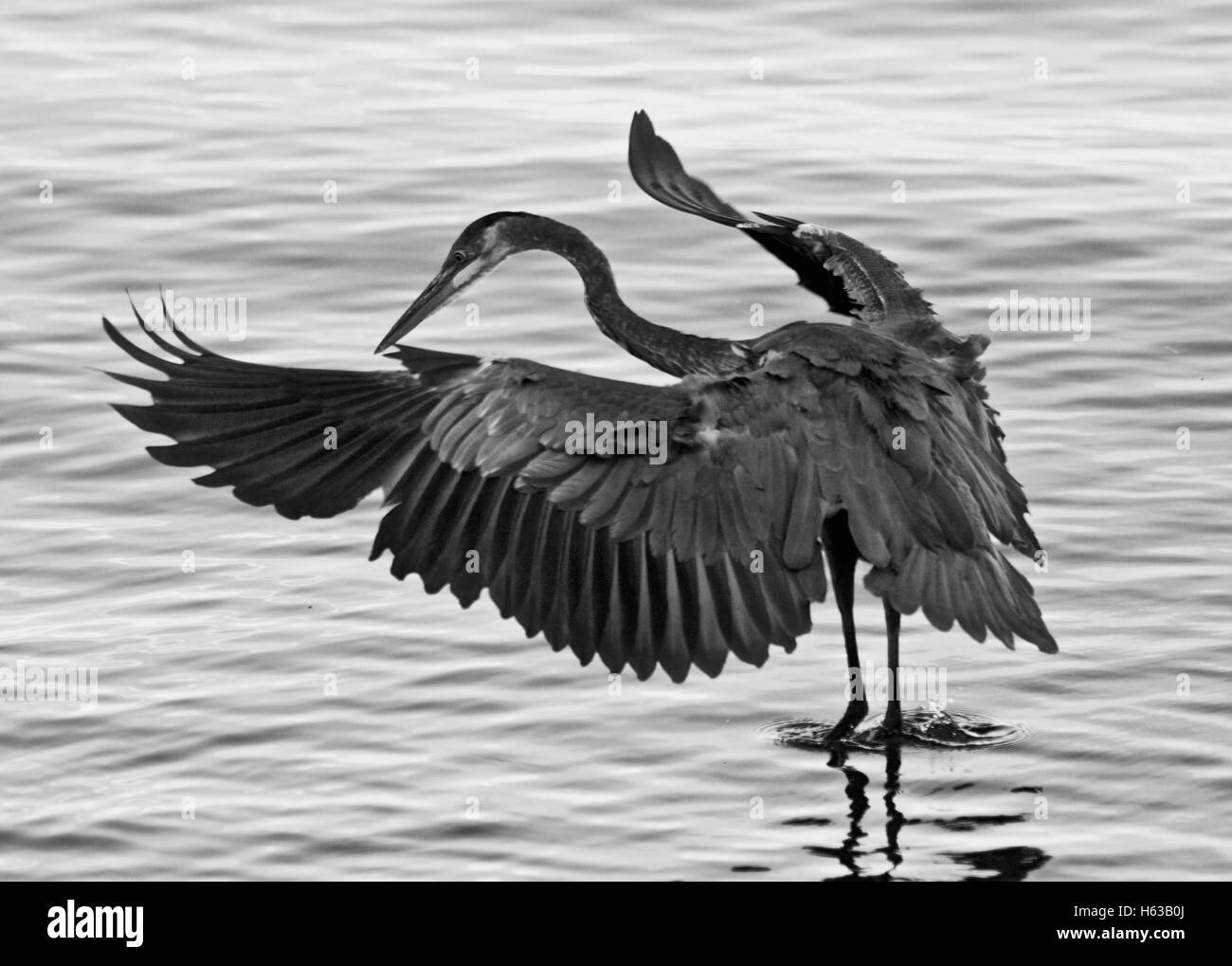 Beautiful photo of a great blue heron with wings opened Stock Photo