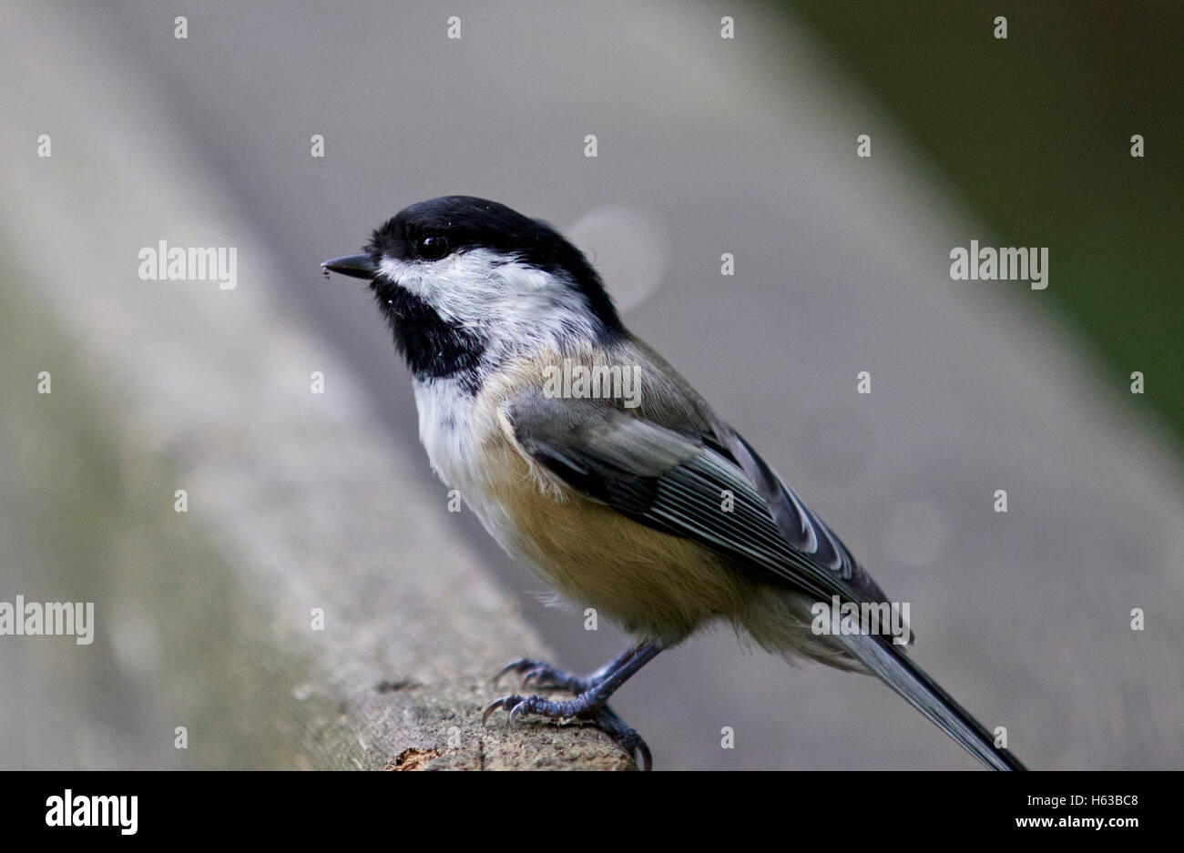 Beautiful isolated photo of a black-capped chickadee bird Stock Photo ...