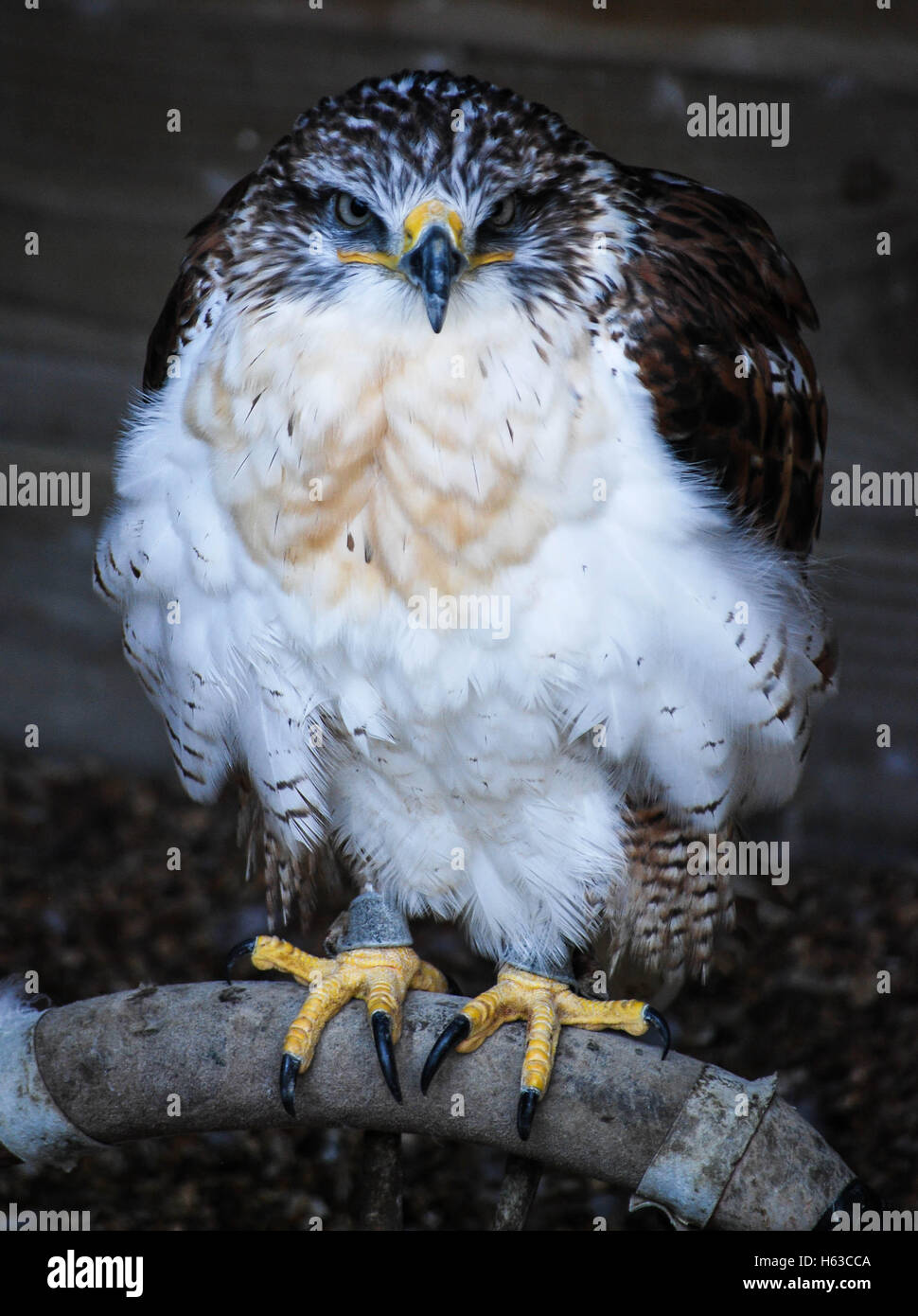 grumpy bird of prey Stock Photo