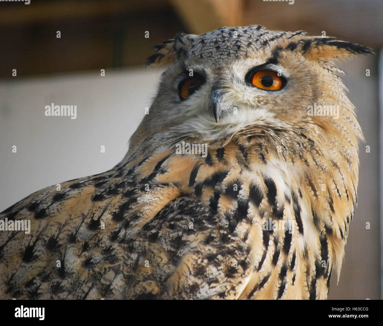 smart owl Stock Photo