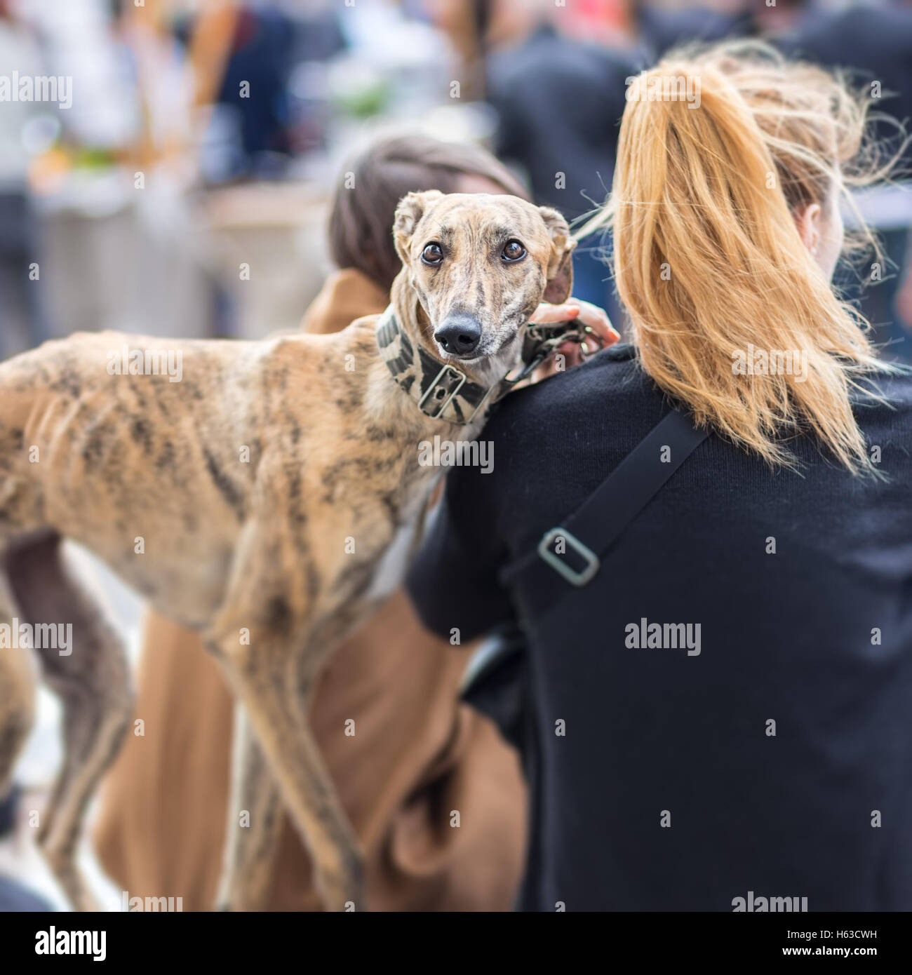 Italian Greyhound dog with his female owner Stock Photo - Alamy