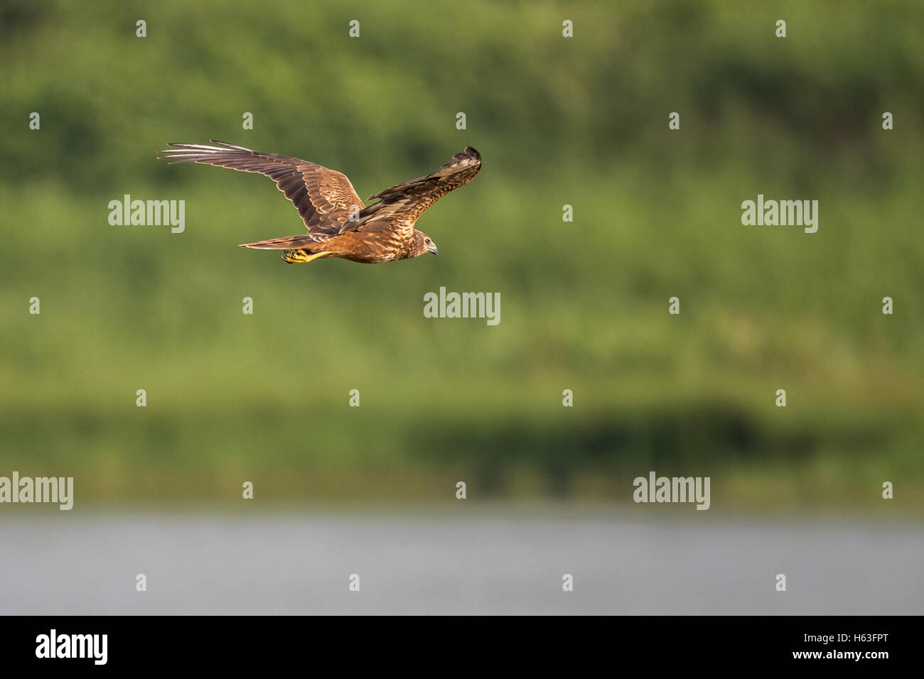 Eastern Marsh Harrier (Circus spilonotus) in flight Stock Photo Alamy