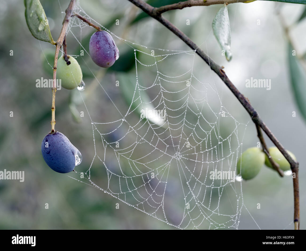 Beautiful autumn detail, Italy. Dewdrops hang from ripening olives and a spider web. Stock Photo