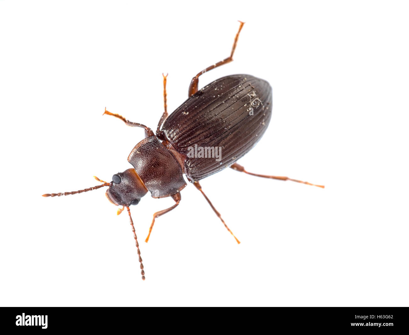 Small black Darkling beetle. Dermestoides or dryadophilus Stock Photo